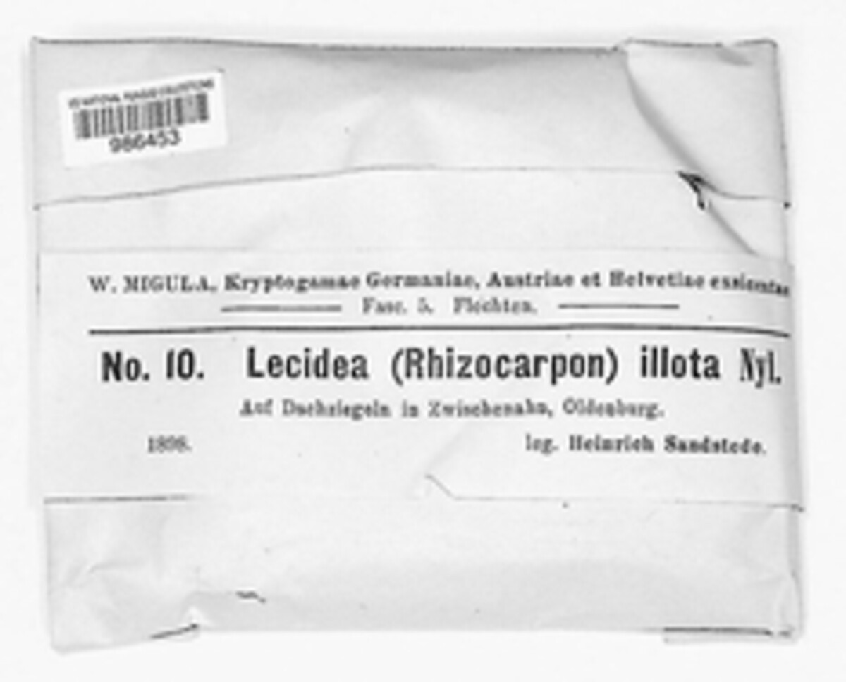 Lecidea illota image